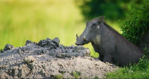 Warthog Peeking Out of a Shaded Bush