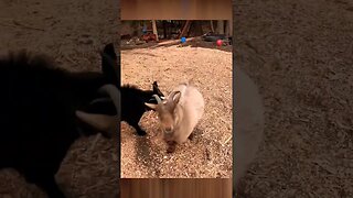 Jump kick Goat #funny #havingablast #goats #funnyanimals