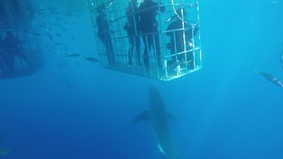 Great White Shark Swims To The Surface With Great Speed