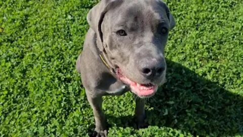 Bruce The Puppy Cane Corso 50 KG 110 Lbs 10.5 Months Old