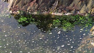 SOUTH AFRICA - Cape Town - Mouille Point standalones (Video) (bVK)