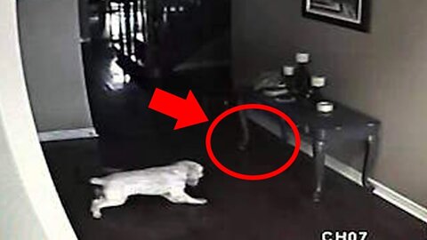 5 Dogs That Saw Something Their Owners Couldn't See : Ghosts, ESP, & Paranormal