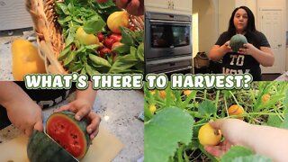 What's there to harvest? | Another quick tour in the garden