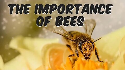 The Importance of Bees