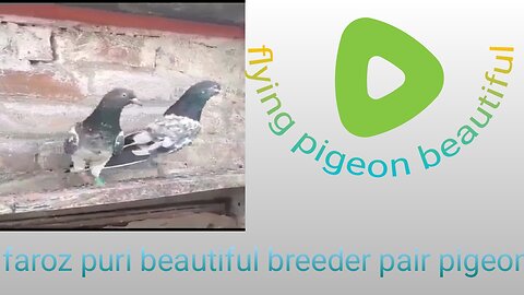 Faroz puri pigeon beautiful breeder pair