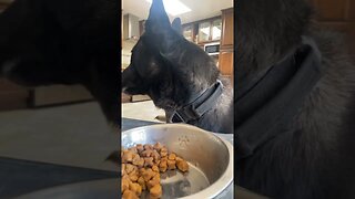 Dog ASMR 😂#belgianmalinois #shorts