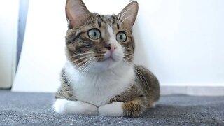 Curious Cat Is Puzzled by the Mysterious Washing Machine