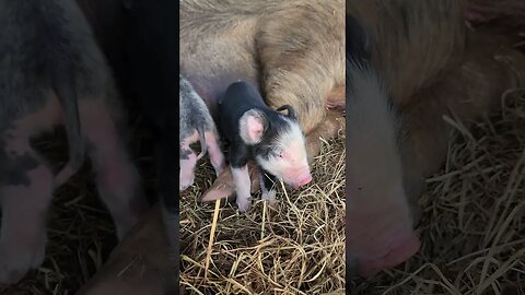 New Piglet up Close @UncleTimsFarm #kärnəvór #carnivore #shorts #hereford #pigtalk