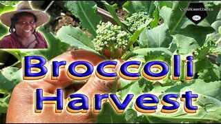 Quick Broccoli Harvest