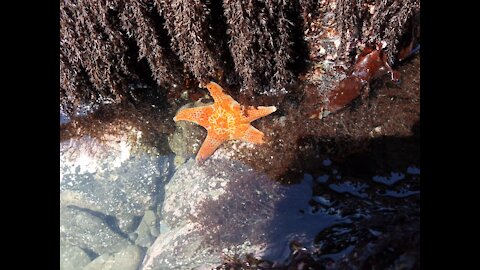 Star Fun Tidepool Time