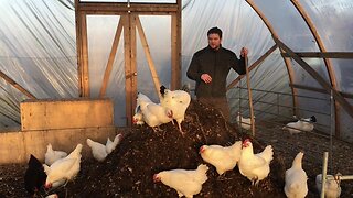 The Right Ingredients For a Chicken Compost