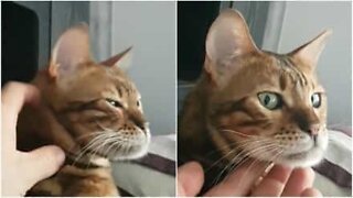 Cat gets annoyed every time he is petted