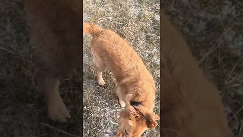 Golden Retriever Retrieving a Rooster Pheasant #goldenretriever