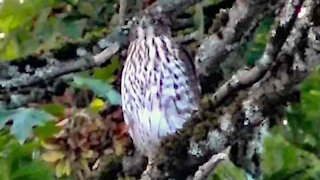 IECV NV #262 - 👀 Sharp Shinned Hawk In The Big Leaf Maple Tree 🐦8-29-2016