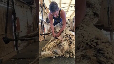 Ram Shearing #sheep #shearing #sheephusbandry #sheepshed #sheepfarming #sheepsheep #ram #rams