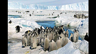 Ανταρκτική: Η κλιματική αλλαγή σχεδόν αφάνισε μία τεράστια αποικία αυτοκρατορικών πιγκουίνων