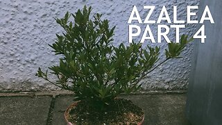 Azalea Bonsai from Nursery Stock, 4