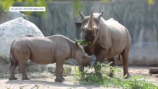 Rare black rhino calf leaving Potter Park Zoo in the fall