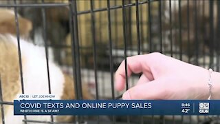 COVID texts and online puppy sales, scam or real?