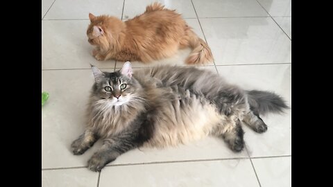 Maine Coon Cats Cleaning Themselves