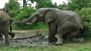 Bull elephant awkwardly sits down on all fours for stretch in the mud