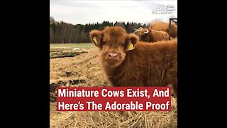 Mini Cows Exist, And Here's The Adorable Proof