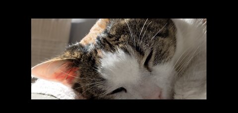 sleeping cat - time lapse