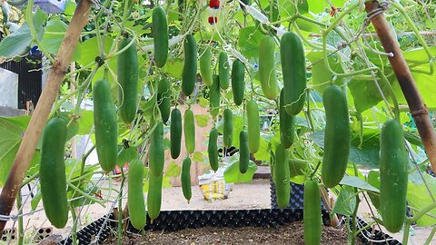 How to grow Cucumbers vertically, extremely lots of fruit, Growing cucumbers