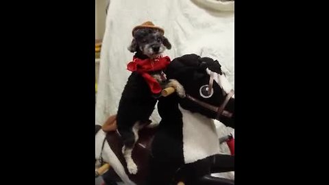 Dog dressed as cowboy rides toy horse