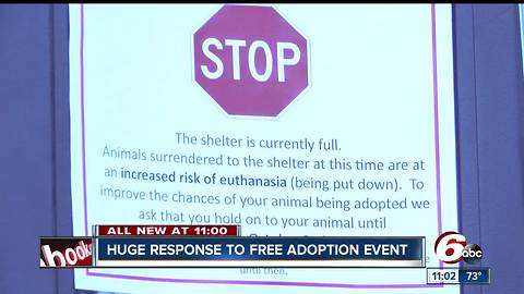 IACS overcapacity, animals at ‘increased risk of euthanasia’ until more are adopted