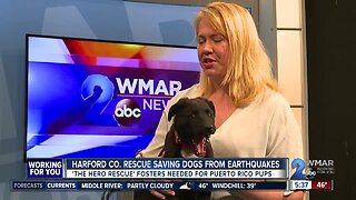 Harford County rescue saving dogs from earthquakes