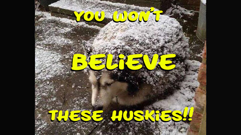 You won't Believe these huskies!