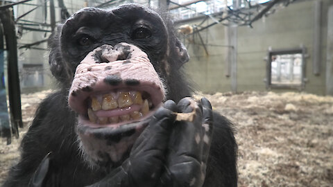 Chimpanzee combs her hair and pretends to smoke
