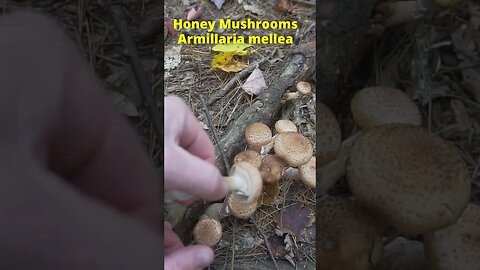 Wild Popcorn Shrimp Mushroom?