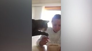 A Girl Tries To Eat Cereal From A Bowl And Her Cat Wants Some Too