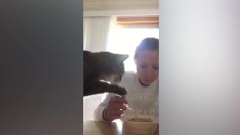 A Girl Tries To Eat Cereal From A Bowl And Her Cat Wants Some Too