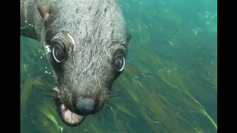 A sea lion with strange eyes.
