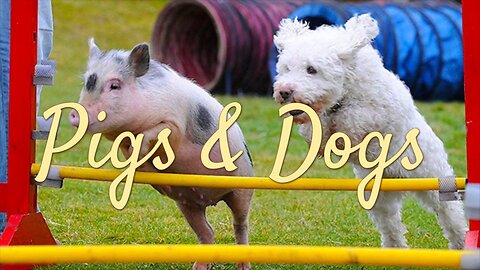 Pigs & Dogs