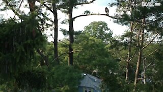 Angry hawk downs drone in mid-air attack