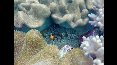 Snorkeling in Okinawa, Japan