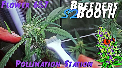 Breeders Booth S2 Ep. 10 | Flower Weeks 6 & 7 | Pollination Station