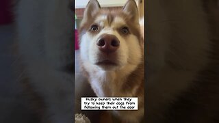 Life of a Husky Owner