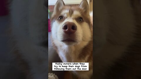 Life of a Husky Owner