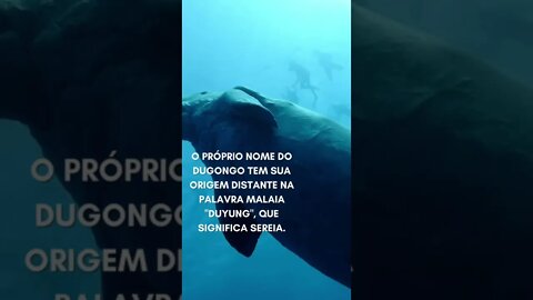 O que são os Dugongos: a prova de que sereias existem