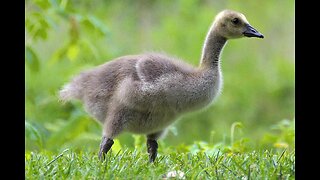 Loose Goose Gosling Escapes Cat Claws - Lost Baby Bird Bails
