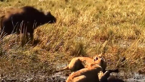 Lions and Buffalo’s Herd attack due to birth of baby Buffalo