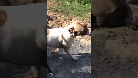 Large pit bull mastiff type finds his long lost toy 🧸