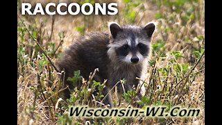 Raccoons Adults Babies Trail Cam and Hand Camera VIDEO - Landman Realty LLC