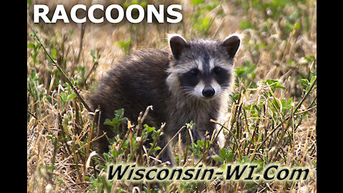 Raccoons Adults Babies Trail Cam and Hand Camera VIDEO - Landman Realty LLC
