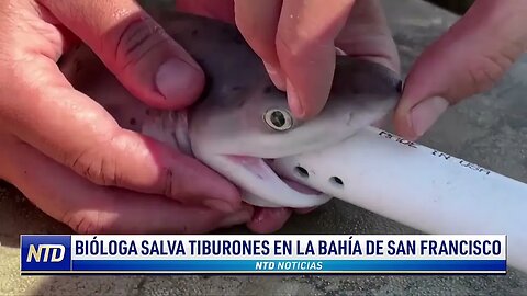 Bióloga salva tiburones en la Bahía de San Francisco | NTD Noticias